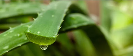 The healing powers of nature: Aloe Vera in cosmetics