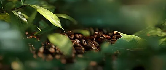 Strengthen hair health naturally - discover the power of caffeine & plant keratin