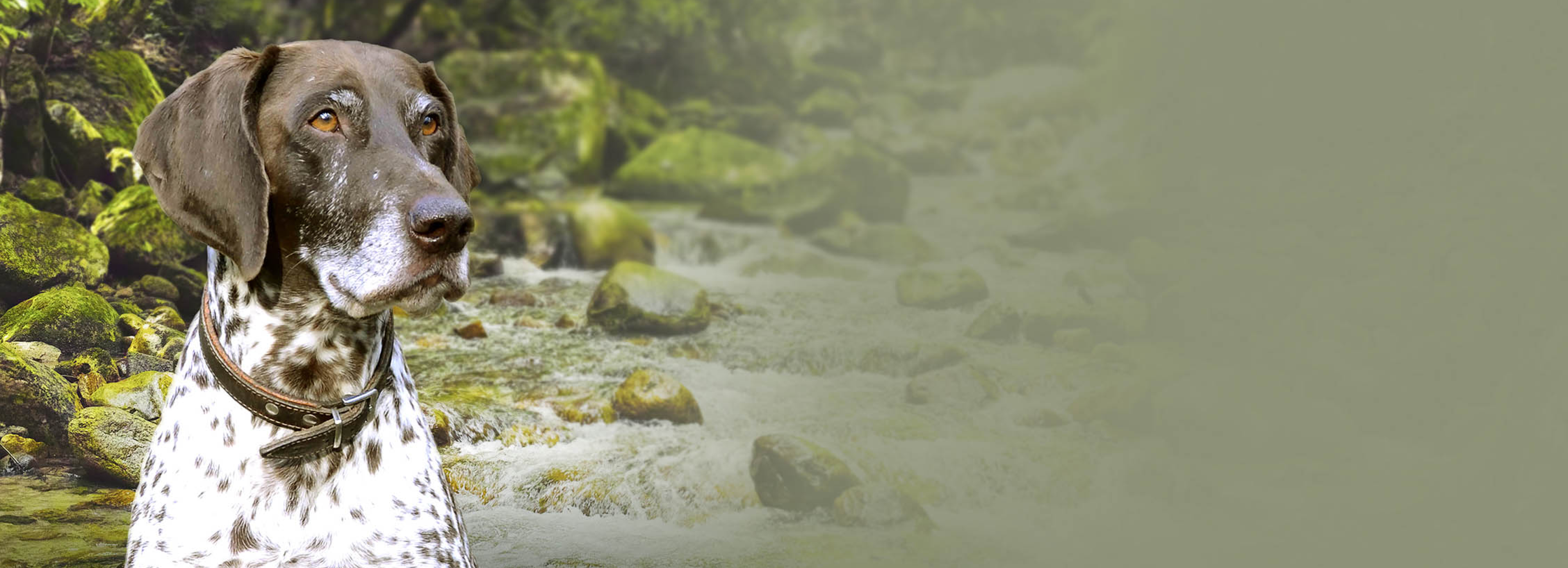 Dr. Witte Dog Shampoo