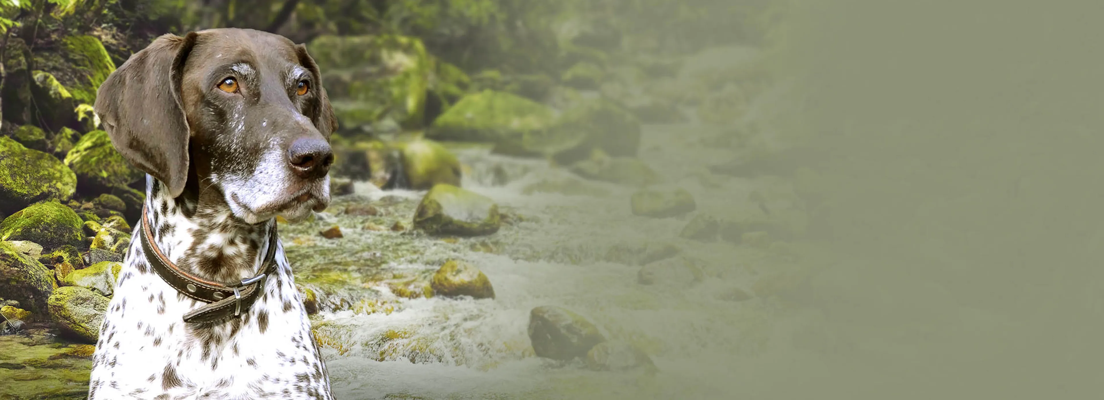 Dr. Witte Dog Shampoo